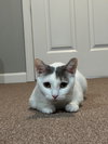 Lillypurr - Photo 3