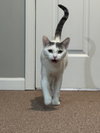 Lillypurr - Photo 4