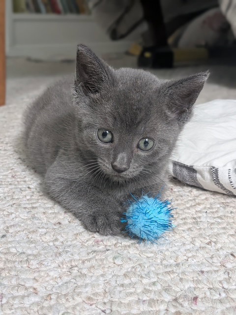 picture of the cat needing adoption