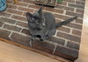 Raisin - Photo 1