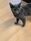 Raisin - Photo 3