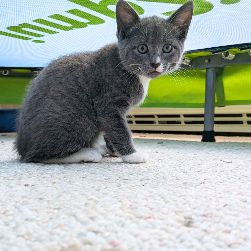 picture of the cat needing adoption