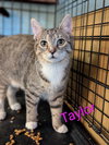 Taylor - Photo 3