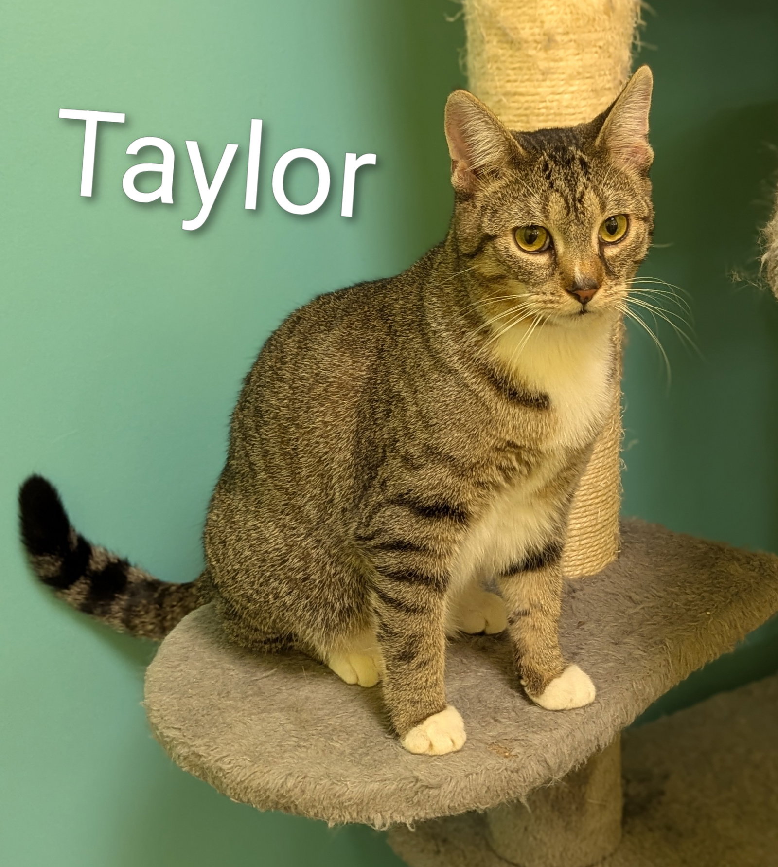 Taylor Image