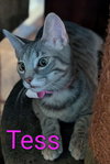 Tess - Photo 1