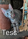 Tess - Photo 2