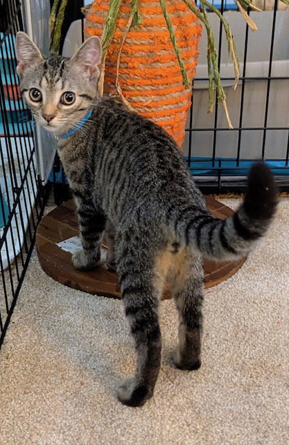 TERRY - Domestic Short Hair available for adoption