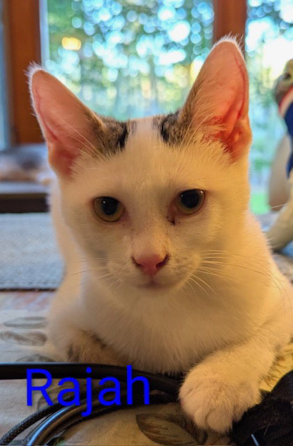 picture of the cat needing adoption
