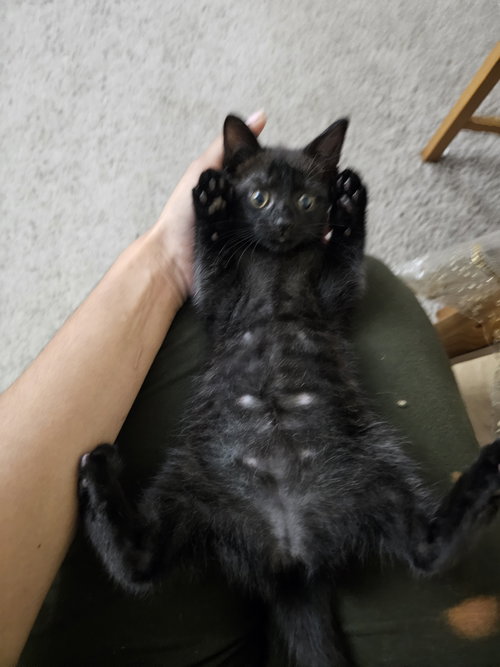 picture of the cat needing adoption