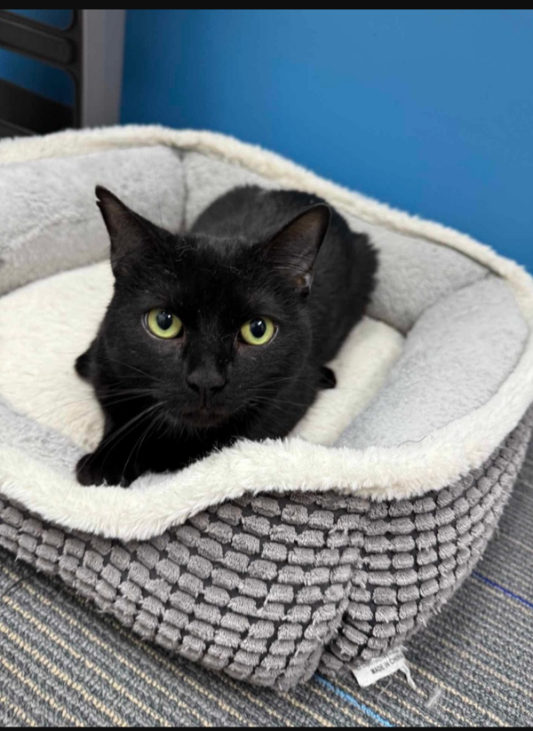 Slinky-special needs CH