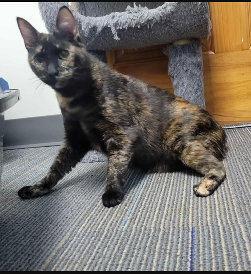 picture of the cat needing adoption