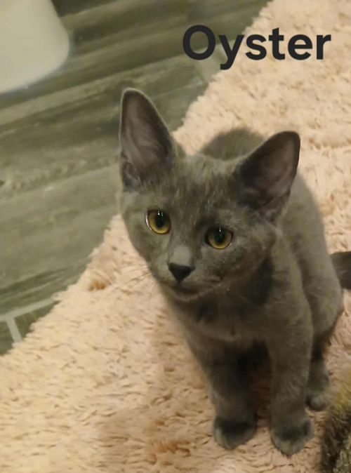picture of the cat needing adoption