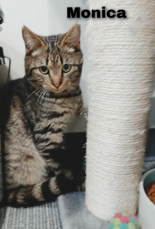 MONICA - Domestic Short Hair available for adoption
