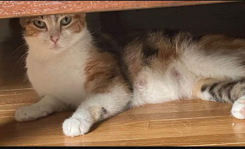 picture of the cat needing adoption