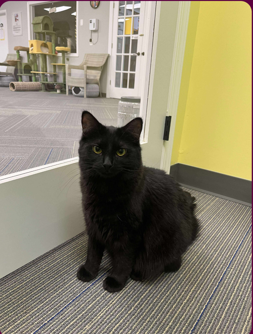 picture of the cat needing adoption
