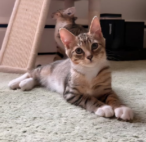 picture of the cat needing adoption