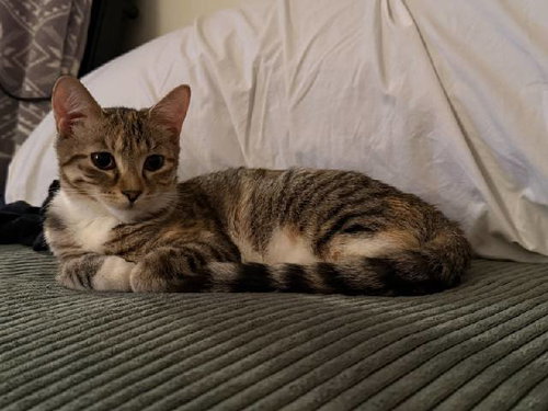 picture of the cat needing adoption