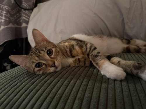 CHARLOTTE - Domestic Short Hair available for adoption