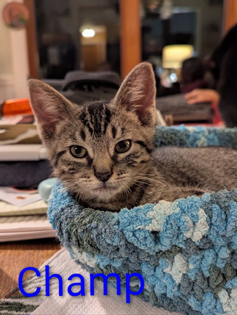 picture of the cat needing adoption