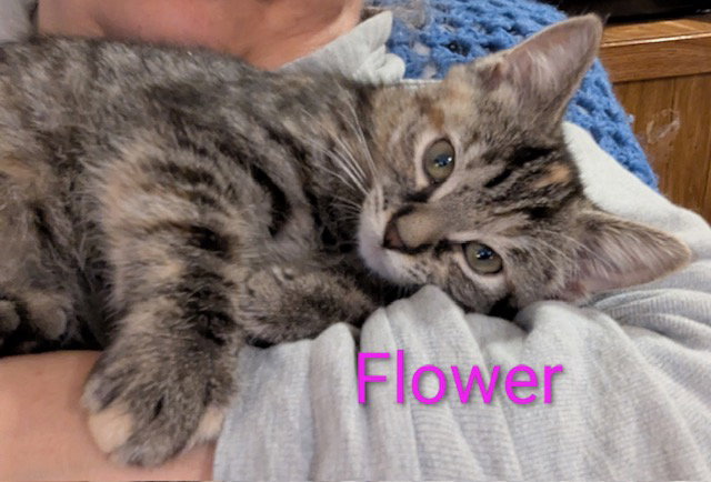 Flower power Image