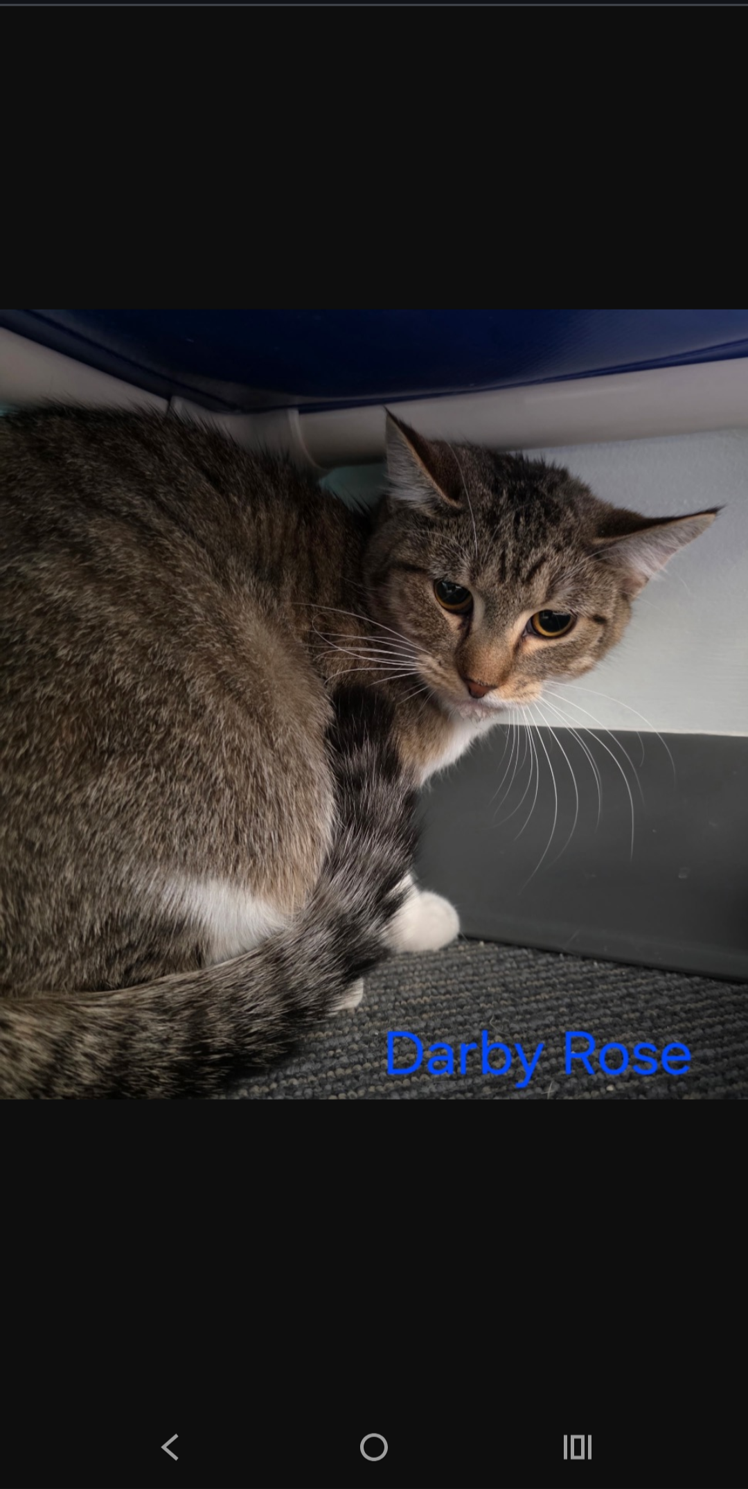 Darby Rose