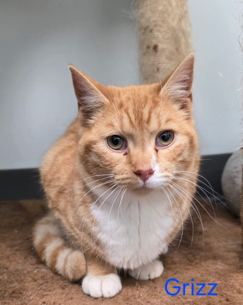 picture of the cat needing adoption
