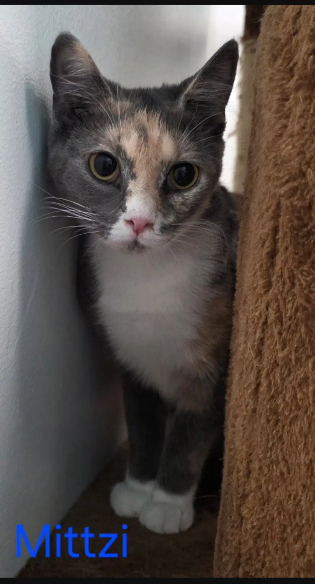 Mittzi Special Needs No Hip Bones - Domestic Short Hair