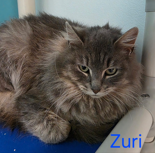 picture of the cat needing adoption