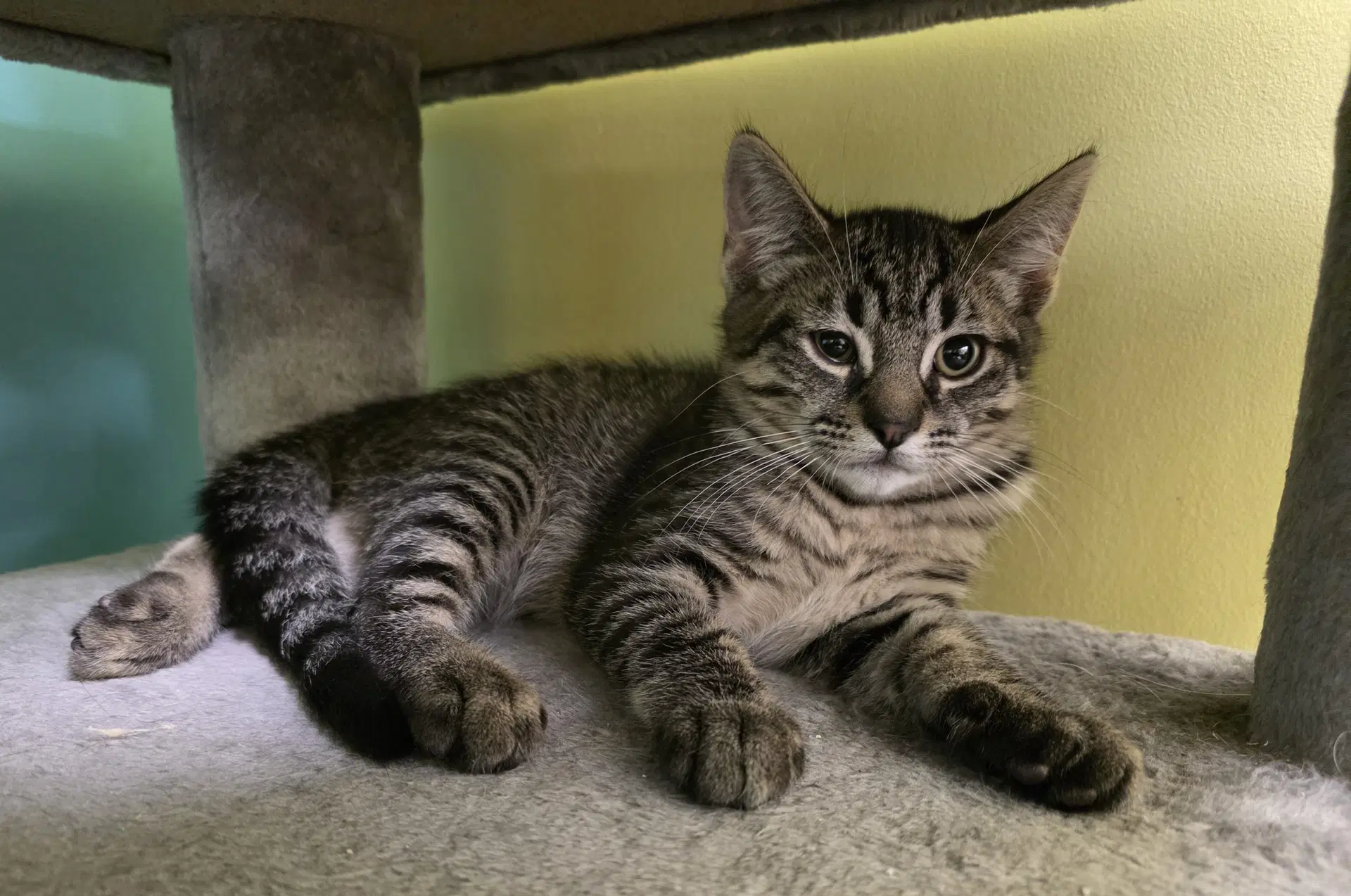Ralph - Domestic Short Hair