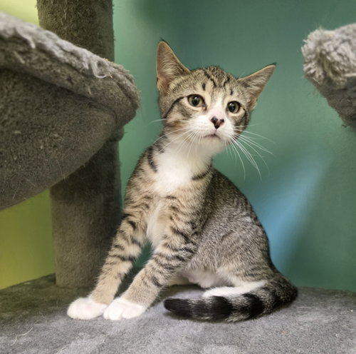 Frankie, an adoptable Domestic Short Hair in Rochester, NY