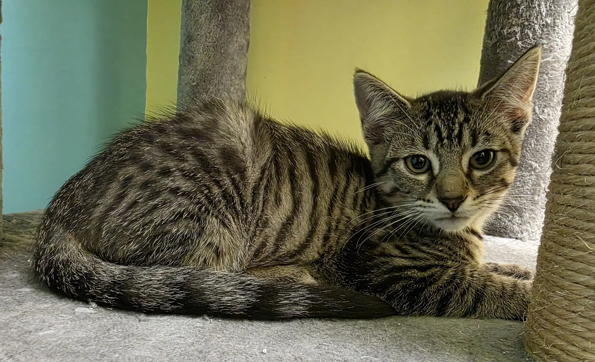 Walter - Domestic Short Hair