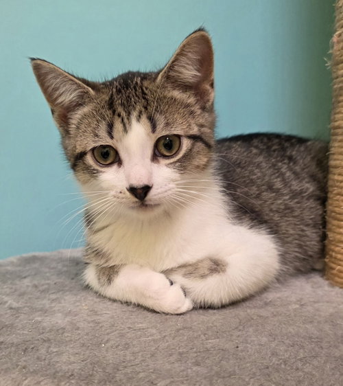 Sammie, an adoptable Domestic Short Hair in Rochester, NY