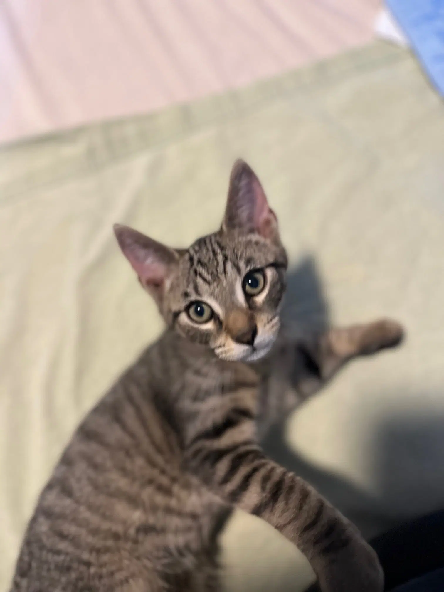 Jj - Domestic Short Hair