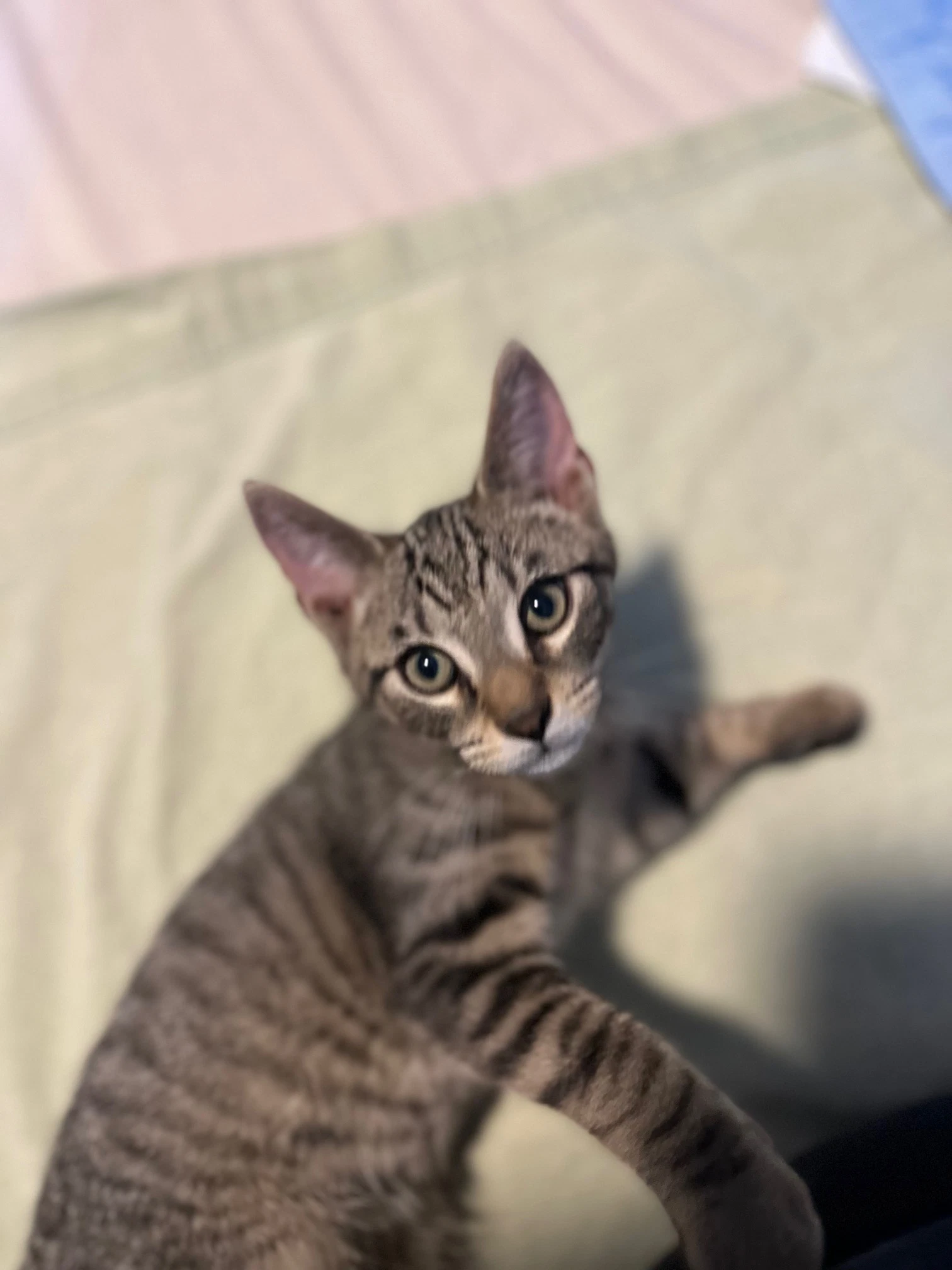Jj