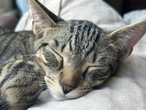 Photo 2 of JJ