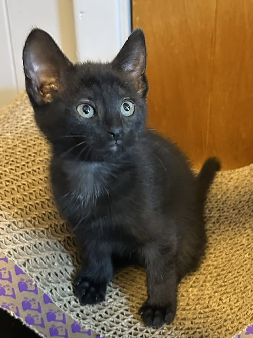 LuLu, an adoptable Domestic Short Hair in Rochester, NY