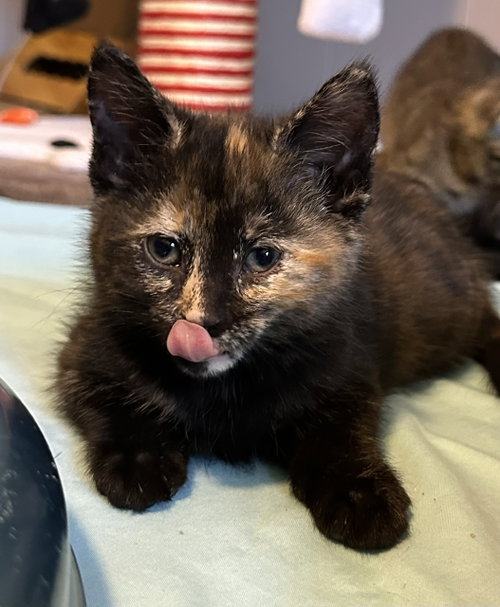 ViVi, an adoptable Domestic Short Hair in Rochester, NY