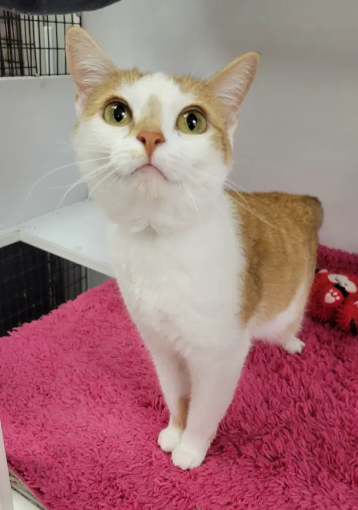 Honey - Domestic Short Hair