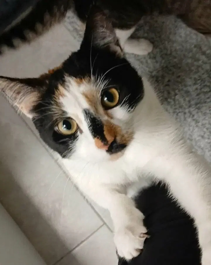 Leila - Domestic Short Hair