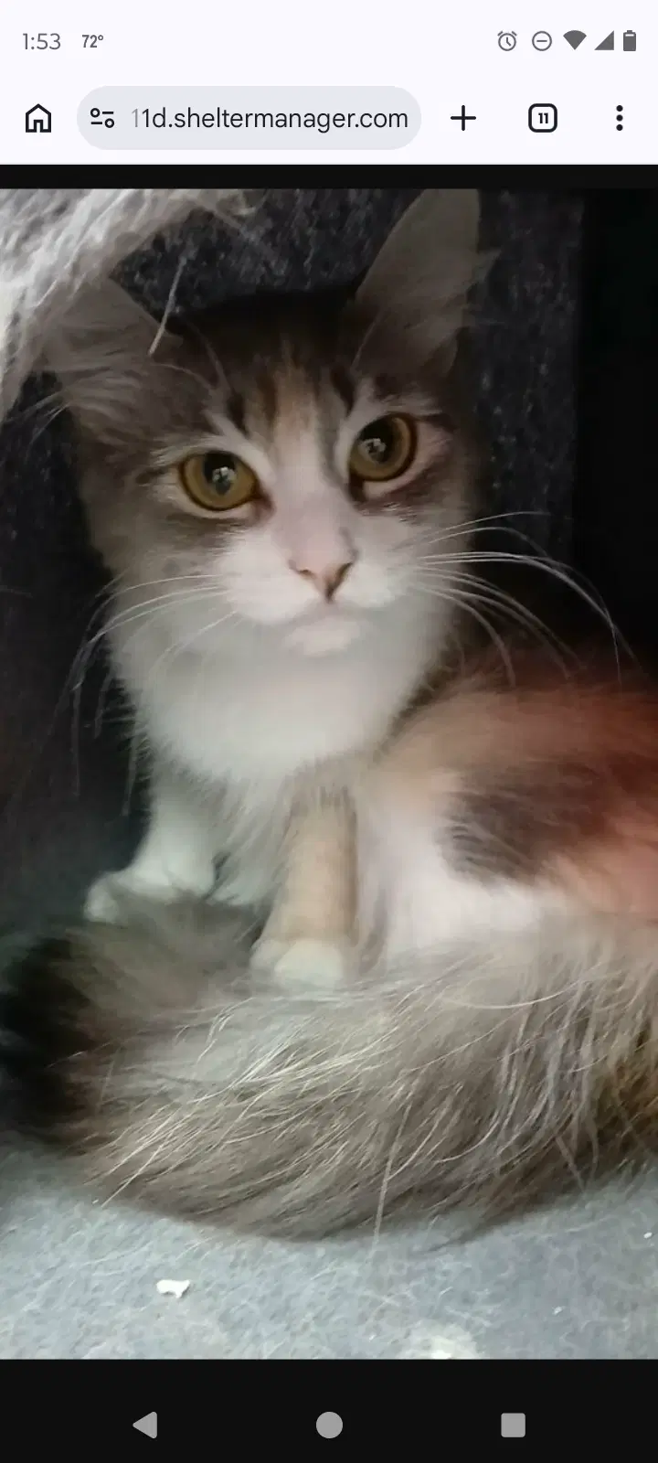 Whiskey - Domestic Short Hair