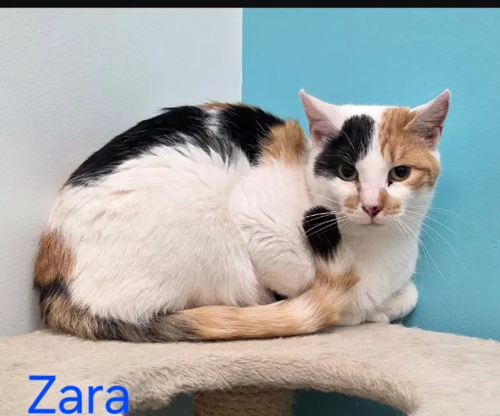 Zara - Domestic Short Hair
