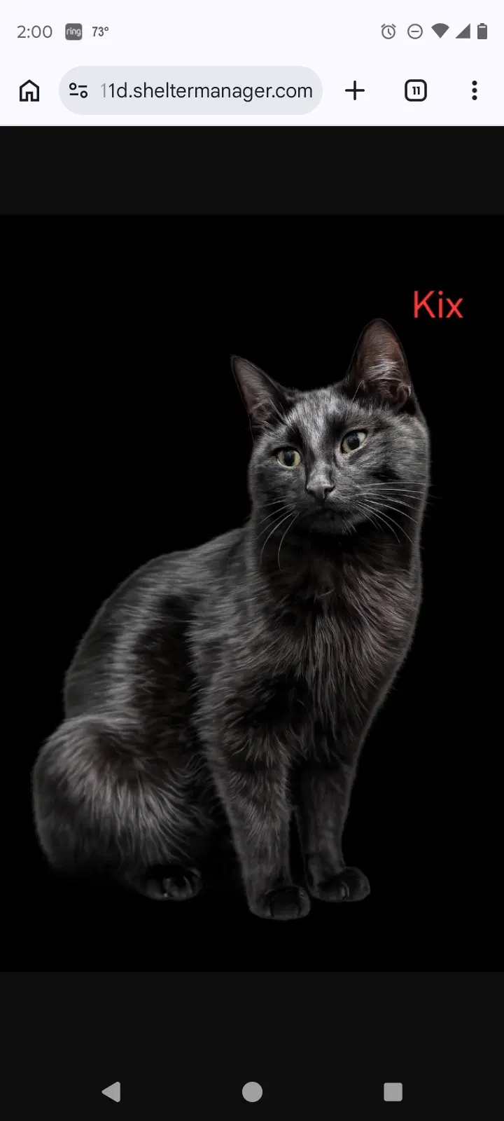 Mama Kix - Domestic Short Hair