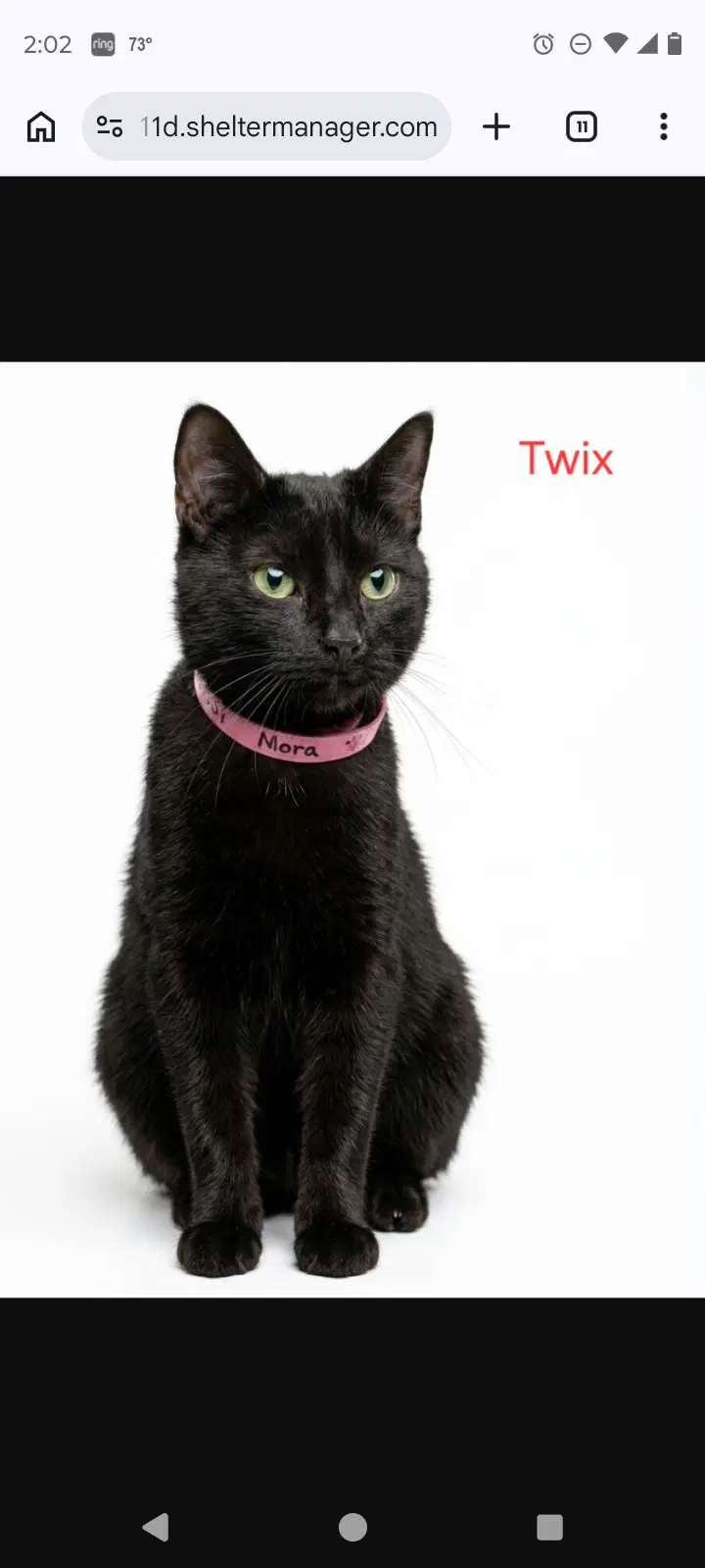 Mama Trix - Domestic Short Hair
