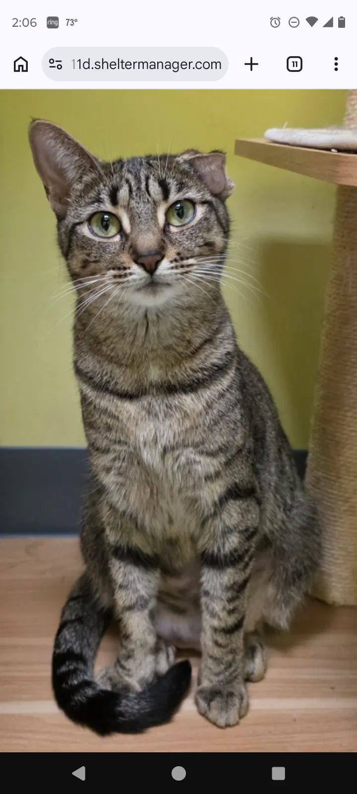 Sadie - Domestic Short Hair