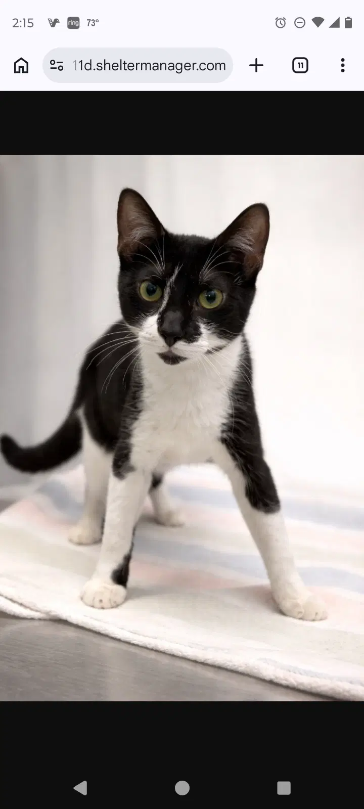 Billy Special Needs Ch - Domestic Short Hair