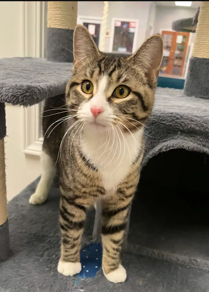 Wasabi Special Needs Ch - Domestic Short Hair