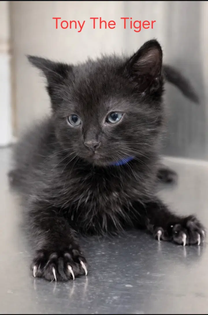 Tony The Tiger - Domestic Short Hair