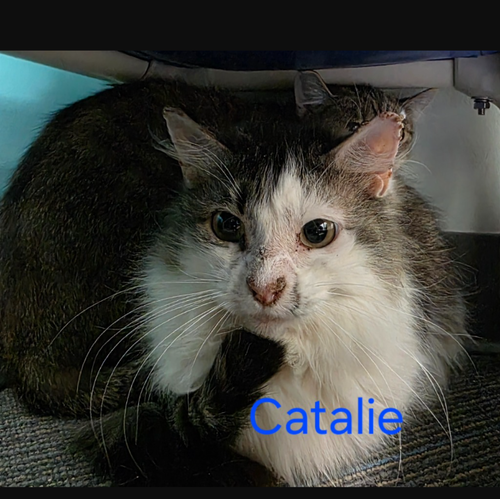Catalie photo 2