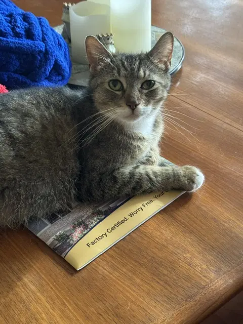 Daisy - Domestic Short Hair