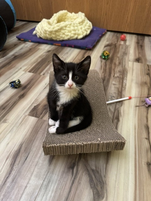 Lily photo 2